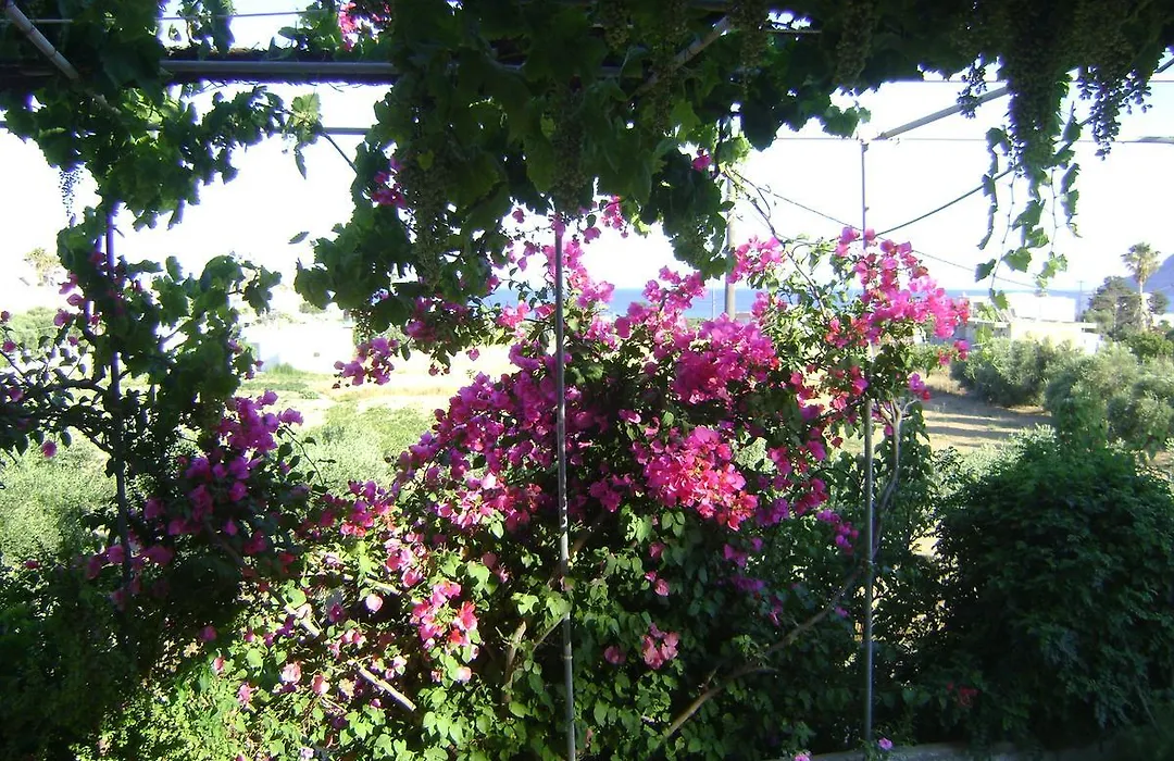 Panormitis Studios-1