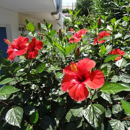 Michalis Studios & Apartments-3